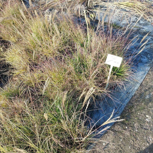 Čínský miscanthus 'Adagio' P9/C1