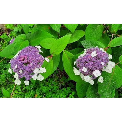 Zahradní hortenzie ‘Libelle’ C2