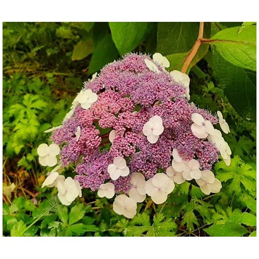 Zahradní hortenzie ‘Libelle’ C2