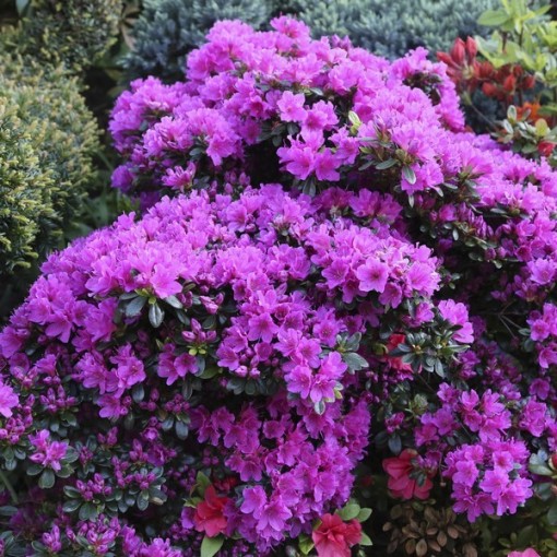 Rhododendron (Azalka) 'Geisho Purple'  C4