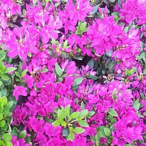 Rhododendron (Azalka) 'Geisho Purple'  C4