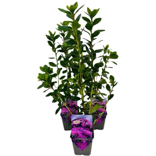Rhododendron (Azalka) 'Geisho Purple'  C4