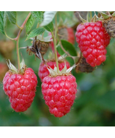 Malina červená 'Willamette' P9/C1