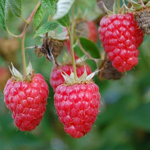 Malina červená 'Willamette' P9/C1