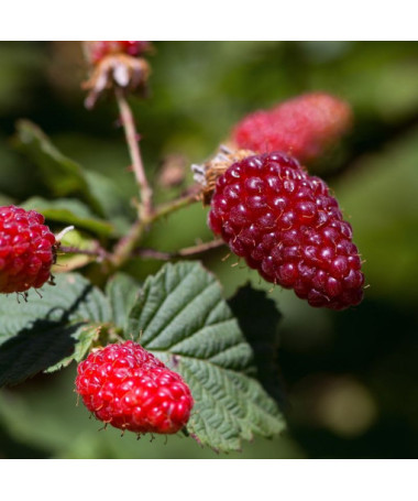 Malinoostružina 'Tummleberry' P9/C1
