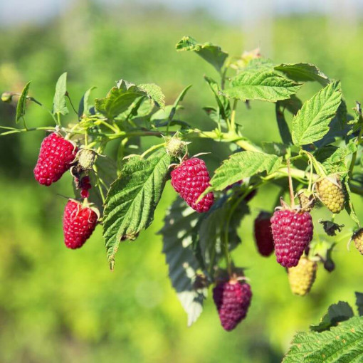 Červená malina 'Schonemann' P9/C1