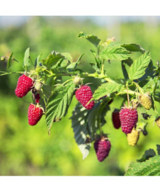 Červená malina 'Schonemann' P9/C1