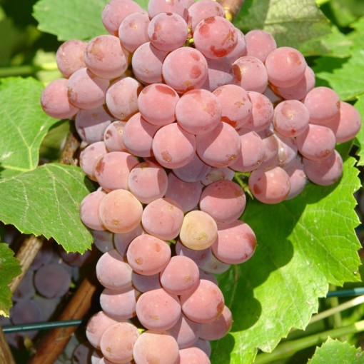 Vinná réva tmavá MIX 2L