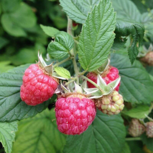 Červená malina 'Malling Promise' P9/C1