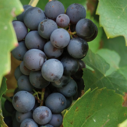 Vinná réva ‘Leon Millot'  C1