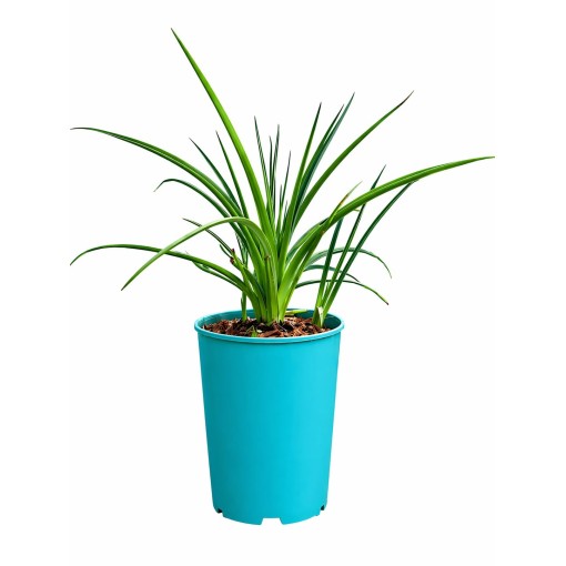 Kleopatřina jehla Red Hot Poker C4