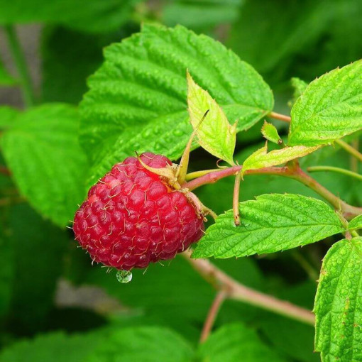 Červená malina 'Heritage Red' P9/C1