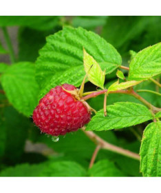 Červená malina 'Heritage Red' P9/C1