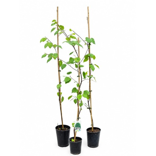 Bříza himálajská ‘Doorenbos’ (Betula) C2