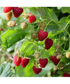 Červená malina 'Dorman Red' P9/C1