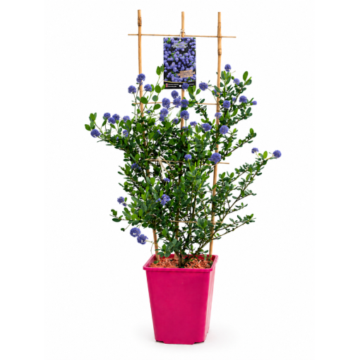 Zimostráz modrý ‘Victoria’ kontejner 6L
