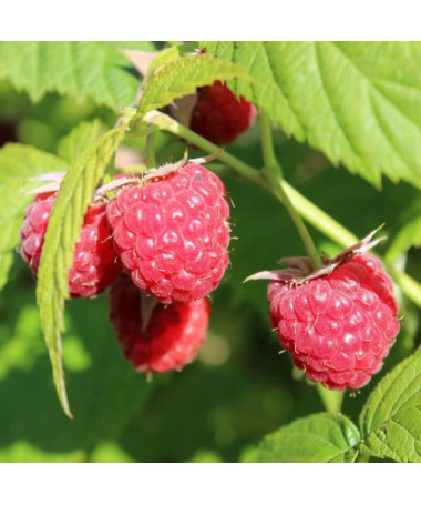 Malina červená 'Autumn First' P9/C1