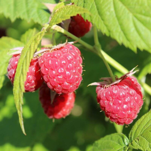 Malina červená 'Autumn First' P9/C1