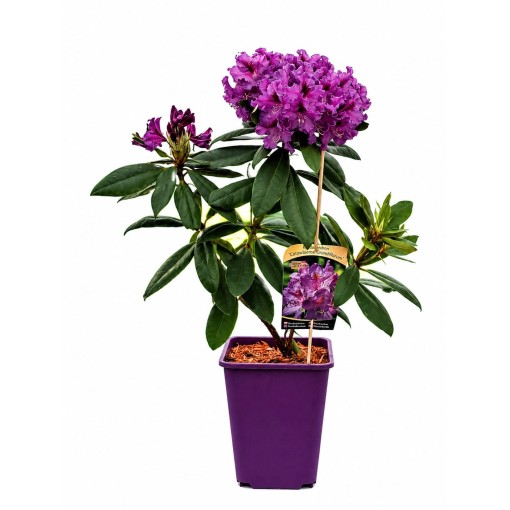 Rododendron (Azalka) Catawbiense Grandiflorum kontejner 6 l
