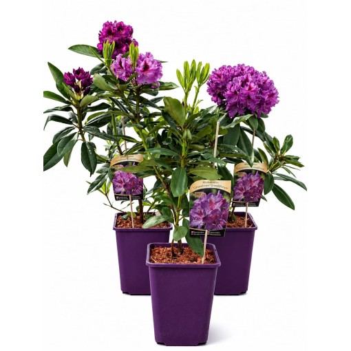 Rododendron (Azalka) Catawbiense Grandiflorum kontejner 6 l
