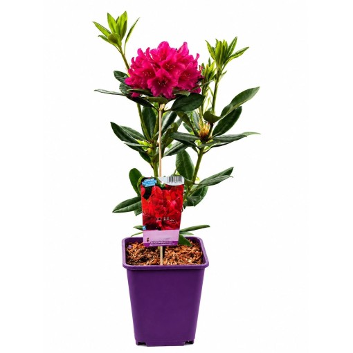 Rododendron (Azalka) Prinz Karneval kontejner 6 l