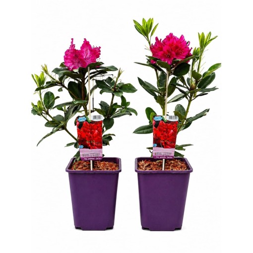 Rododendron (Azalka) Prinz Karneval kontejner 6 l