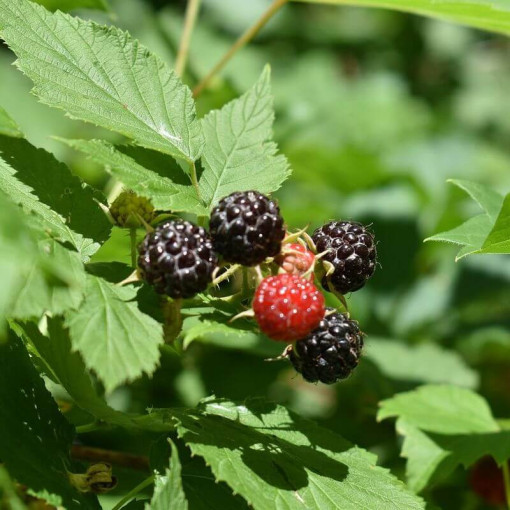 Malina černá 'Black Jewel' P9/C1