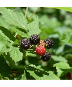 Malina černá 'Black Jewel' P9/C1