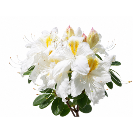 Rododendron (Azalka) Silver Slipper kontejner C10