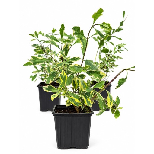 Lonicera heckrottii ‘Variegata’ kontejner P9/C1