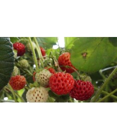 Jahoda Senga Sengana P9/C1