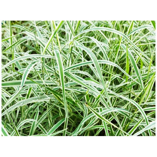 Ostřice palmová ‘Variegata’ C4