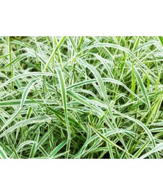 Ostřice palmová ‘Variegata’ C4
