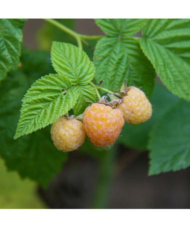 Žlutá malina 'Allgold' P9/C1