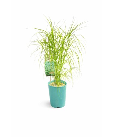 Ostřice palmová ‘Variegata’ C4