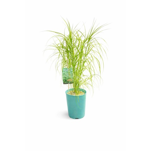 Ostřice palmová ‘Variegata’ C4
