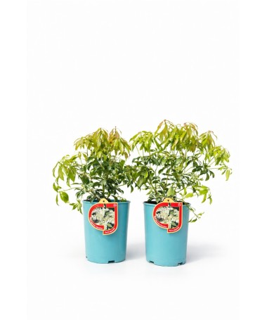 Pieris japonský ‘Carnaval’ C2,5 l