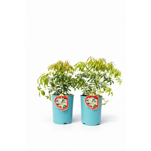 Pieris japonský ‘Carnaval’ C2,5 l