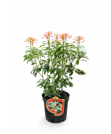 Pieris japonský ‘Carnaval’ C2,5 l