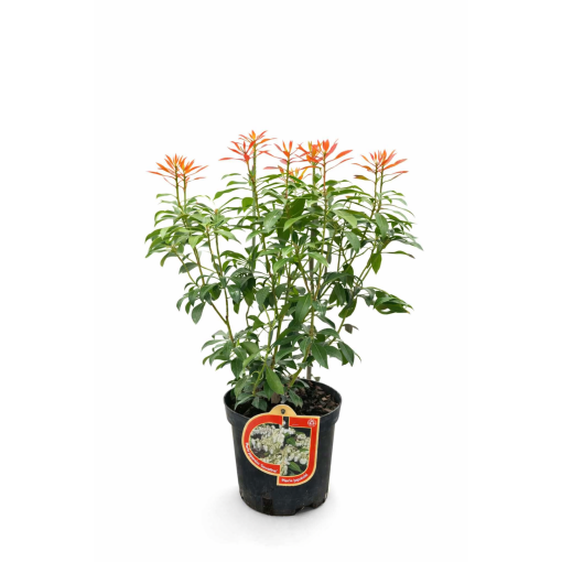 Pieris japonský ‘Carnaval’ C2,5 l