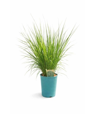 Modrá kostřava 'Heidebraut' květináč, 4L