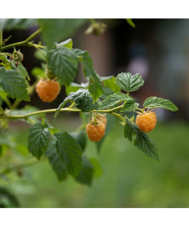 Žlutá malina 'Allgold' P9/C1