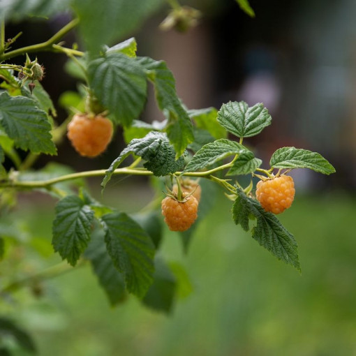 Žlutá malina 'Allgold' P9/C1