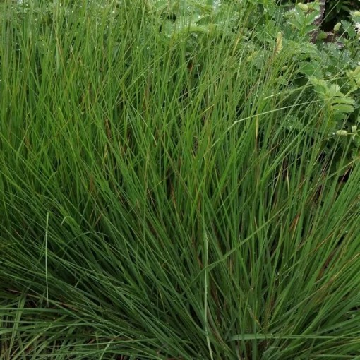 Modrá kostřava 'Moorhexe' květináč, 4L