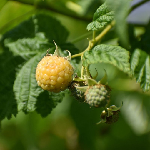 Žlutá malina 'Allgold' P9/C1