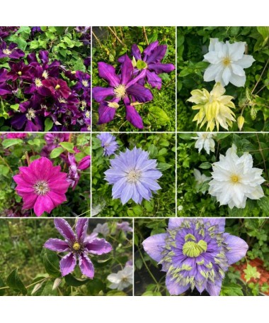 Mix plaménků C2
