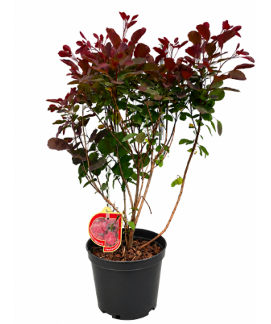 Ruj vlasatá ‘Royal Purple’ C5