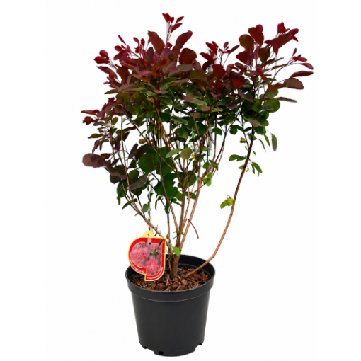 Ruj vlasatá ‘Royal Purple’ C5