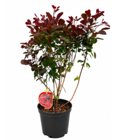 Ruj vlasatá ‘Royal Purple’ C5