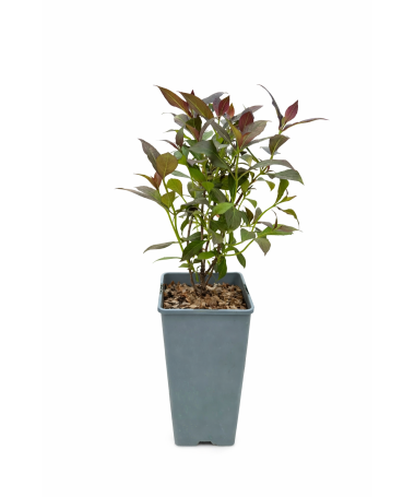 Kejda nádherná Weigela florida ‘Tango’ C2